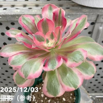 多肉植物アエオニウム錦のおすすめ人気商品一覧 通販 - Yahoo!ショッピング