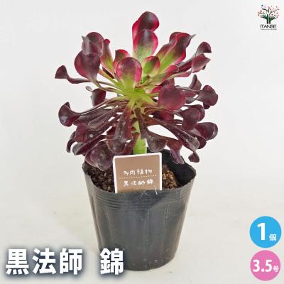 多肉植物アエオニウム錦のおすすめ人気商品一覧 通販 - Yahoo!ショッピング